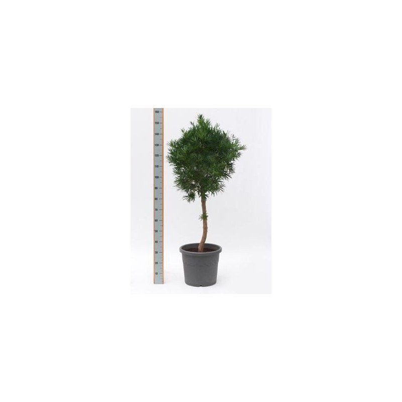 Podocarpus macrophylla tige Podocarpus macrophylla tige
