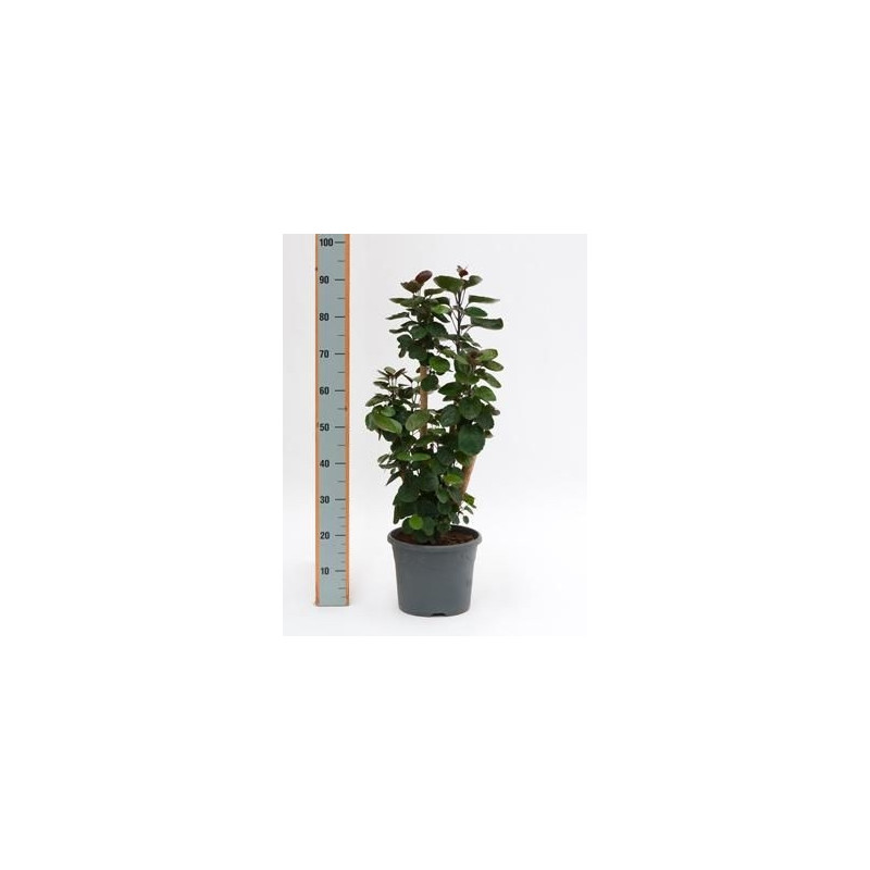 Aralia fabian Aralia fabian