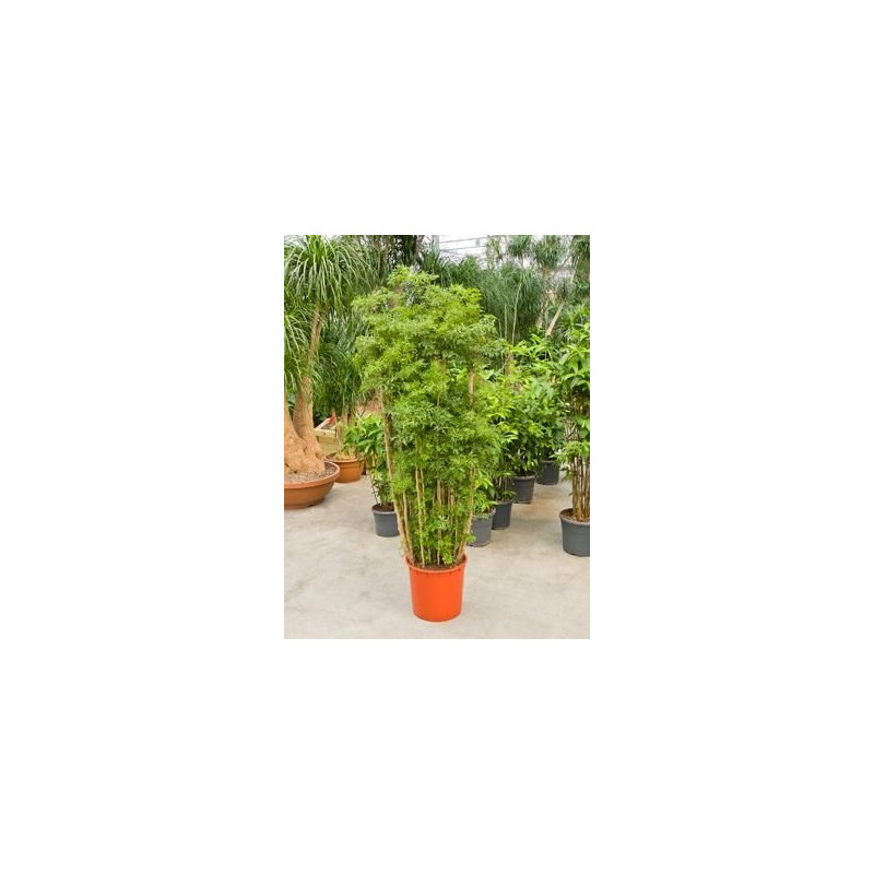 Aralia ming Aralia ming