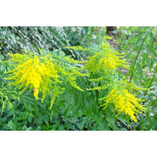 Solidago