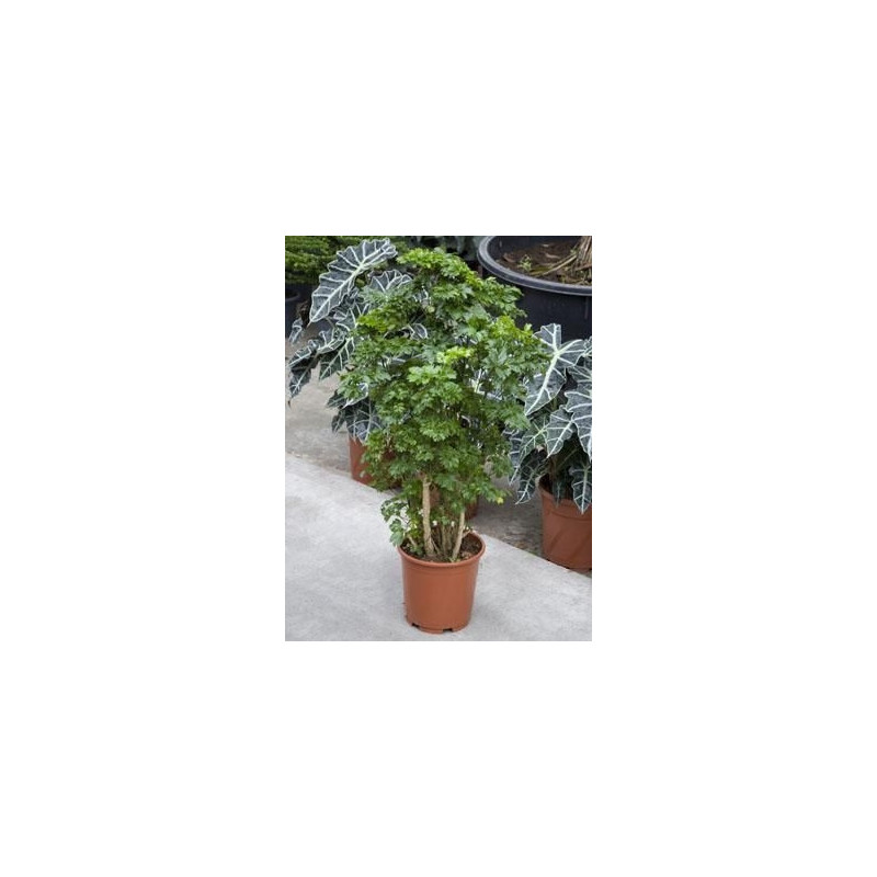Aralia roble Aralia roble