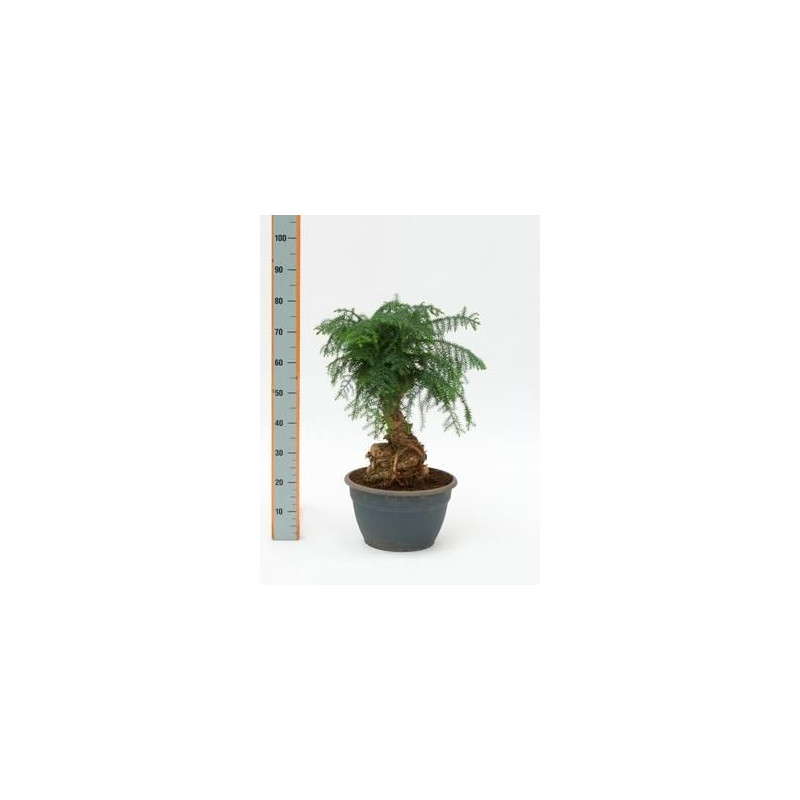 Araucaria Cunninghamii Araucaria Cunninghamii