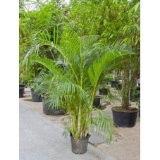 Areca lutescens