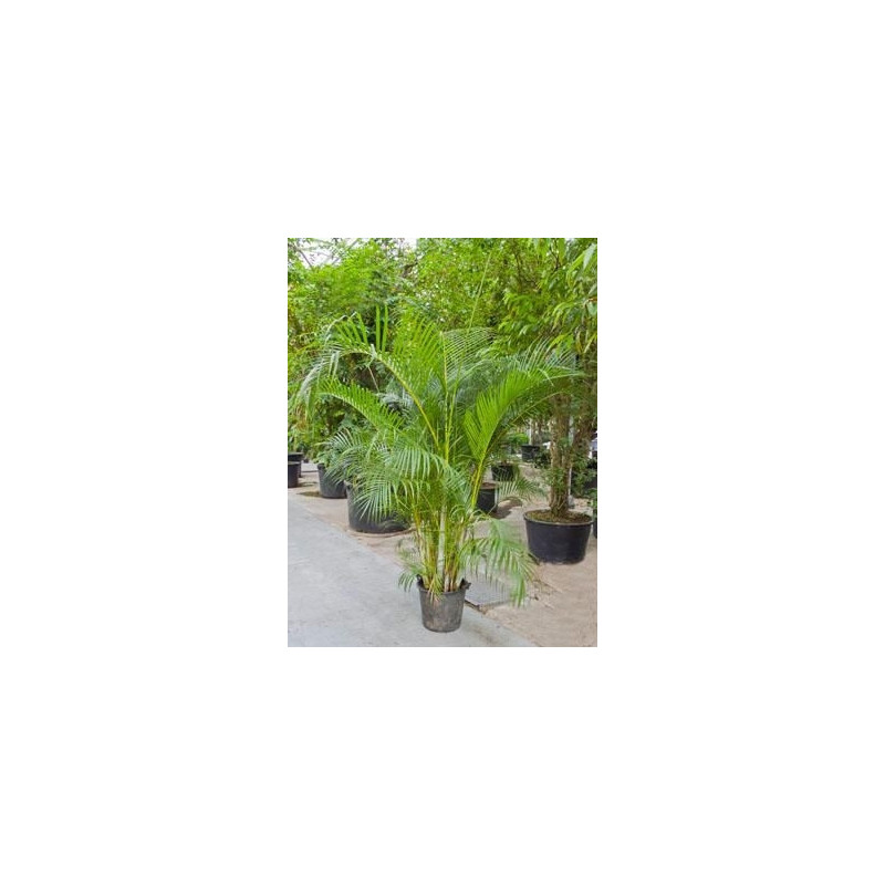 Areca lutescens