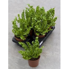 Asplenium crispy wave  ( lot de 3 u. )