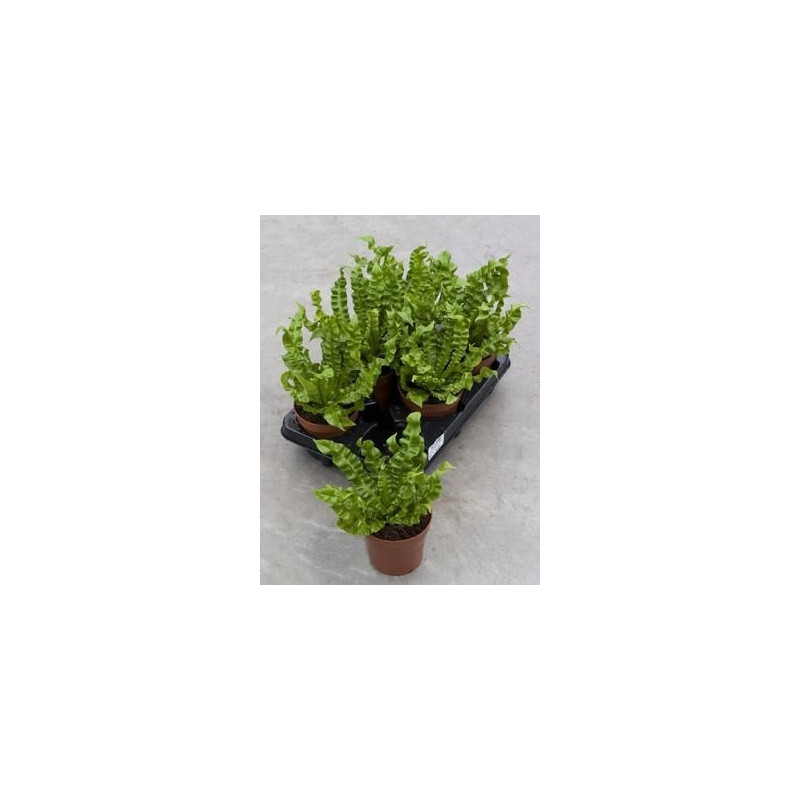 Asplenium crispy wave  ( lot de 3 u. )