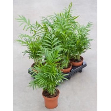 Chamaedorea elegans   ( lot de 3 u. )