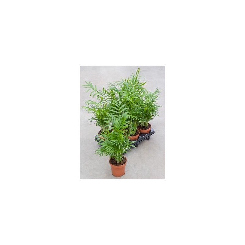 Chamaedorea elegans   ( lot de 3 u. )