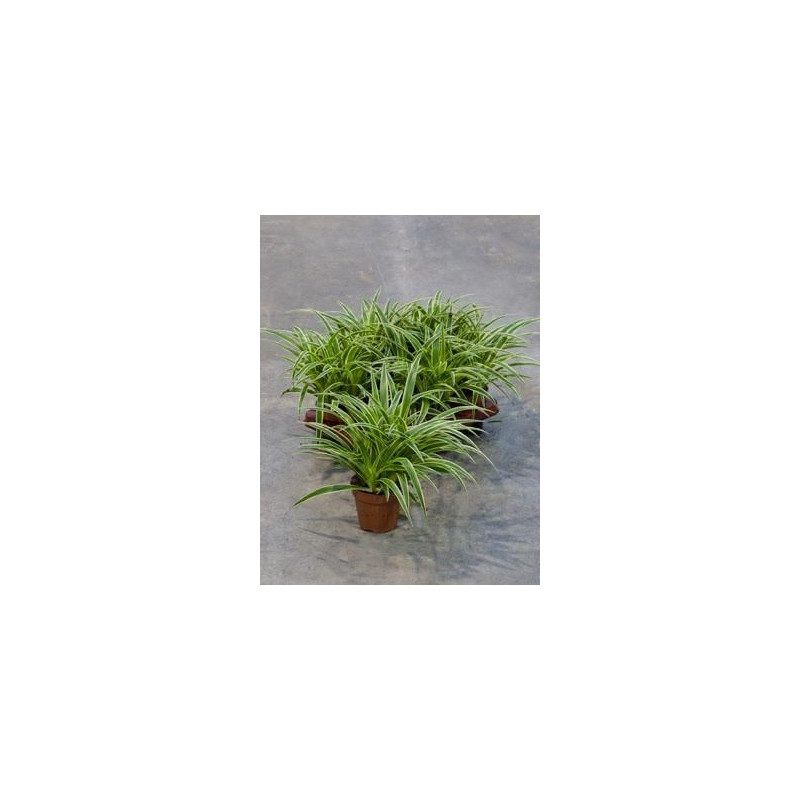 Chlorophytum ocean    ( lot de 3 u. )