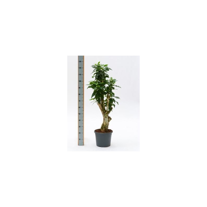 Coffea arabica Coffea arabica