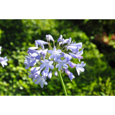 Agapanthus (agapante)