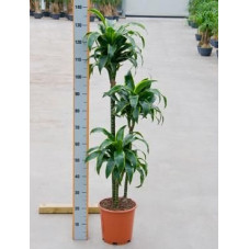 Dracaena dorado