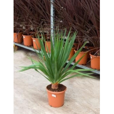 Dracaena draco