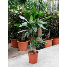 Dracaena fragrans