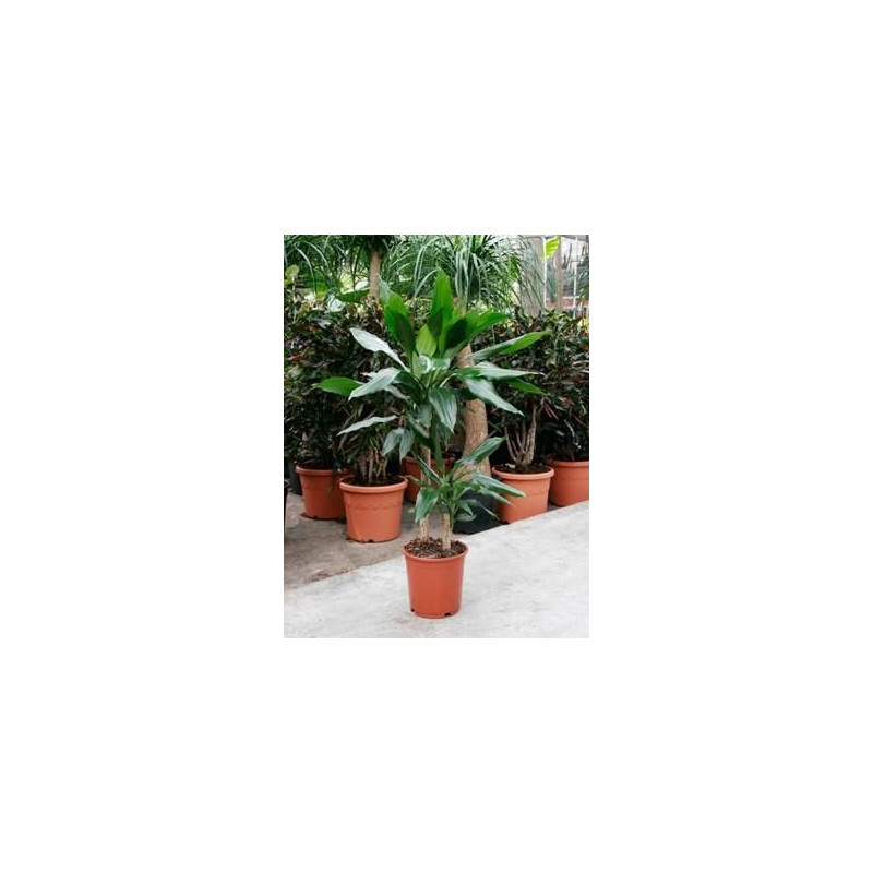 Dracaena fragrans