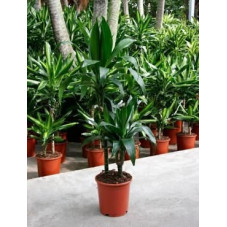 Dracaena janet craig