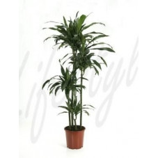 Dracaena janet craig