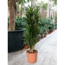 Dracaena marginata