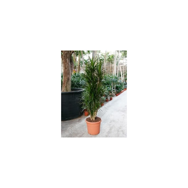 Dracaena marginata