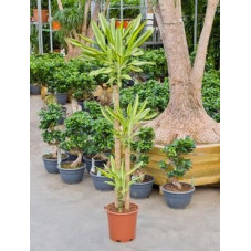 Dracaena yellow coast