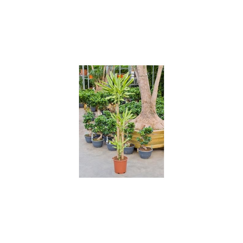 Dracaena yellow coast