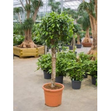 Ficus nitida   tige