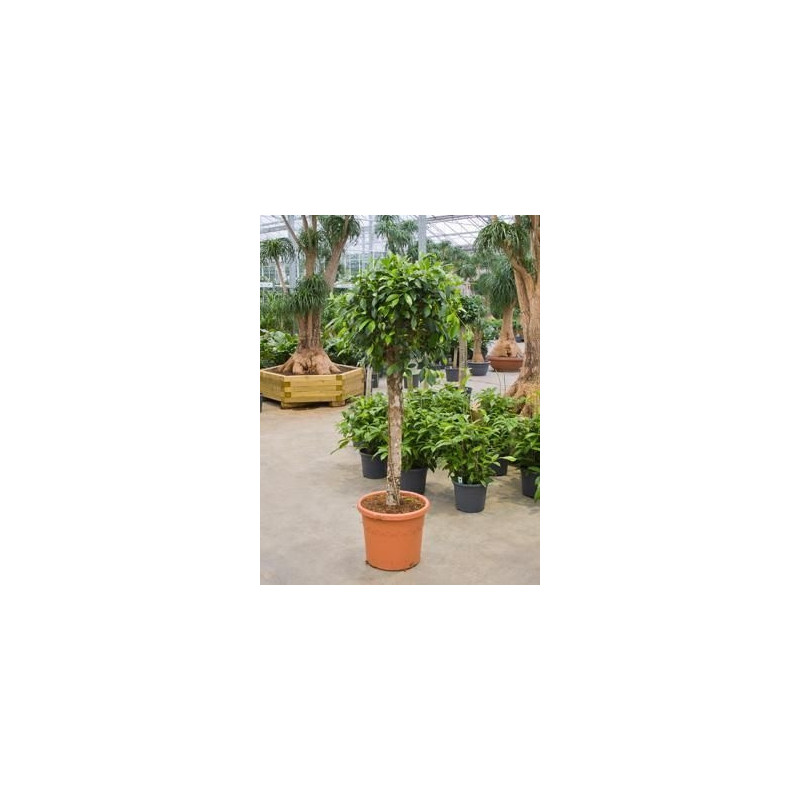 Ficus nitida tige Ficus nitida tige