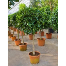 Ficus nitida    tige