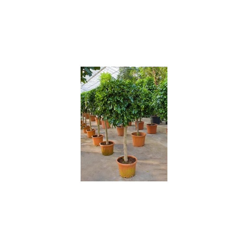 Ficus nitida tige Ficus nitida tige