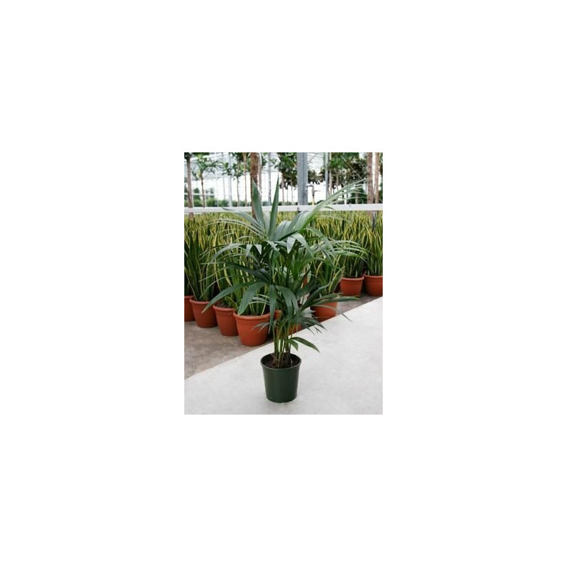 Kentia forsteriana Kentia forsteriana