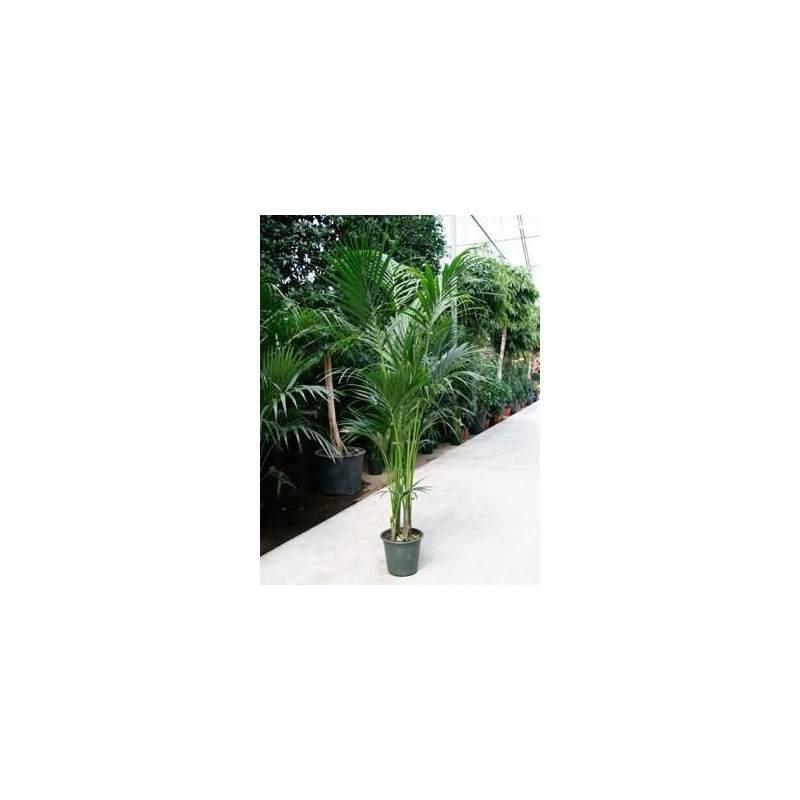 Kentia forsteriana Kentia forsteriana