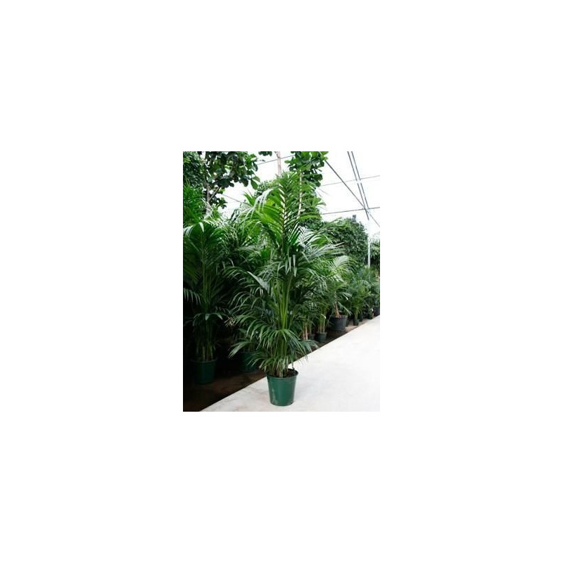 Kentia forsteriana Kentia forsteriana