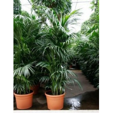 Kentia forsteriana    ( en 300 cm )