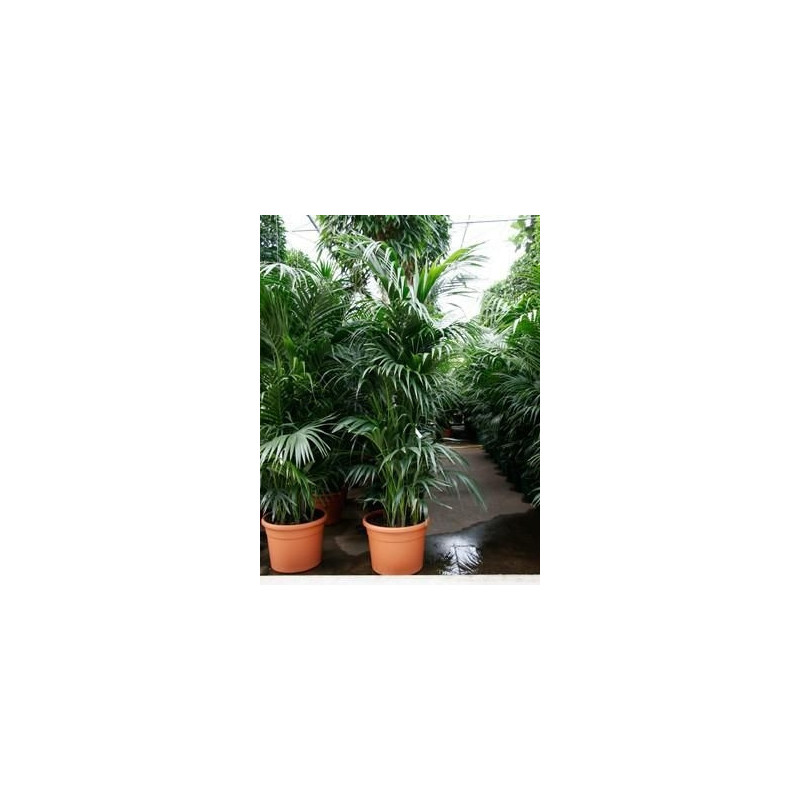 Kentia forsteriana    ( en 300 cm )