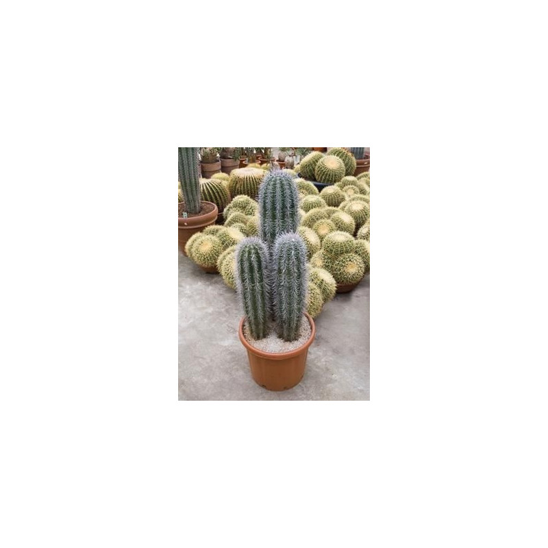 Pachycereus pringlei - 3 tiges Pachycereus pringlei - 3 tiges