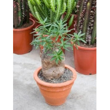 Pachypodium succulentum  -  tronc