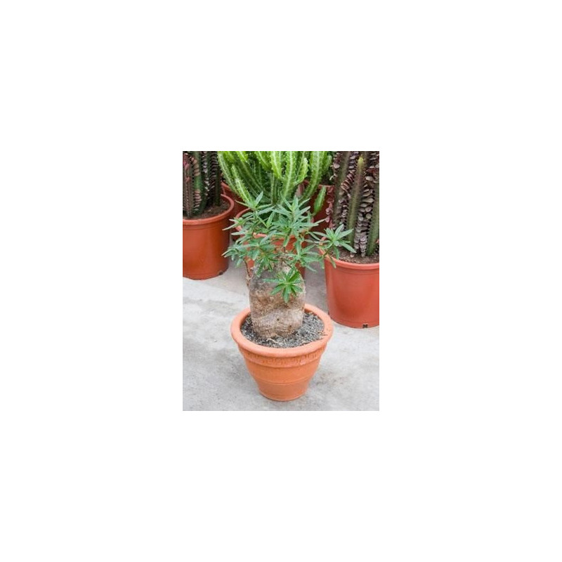 Pachypodium succulentum - tronc Pachypodium succulentum - tronc