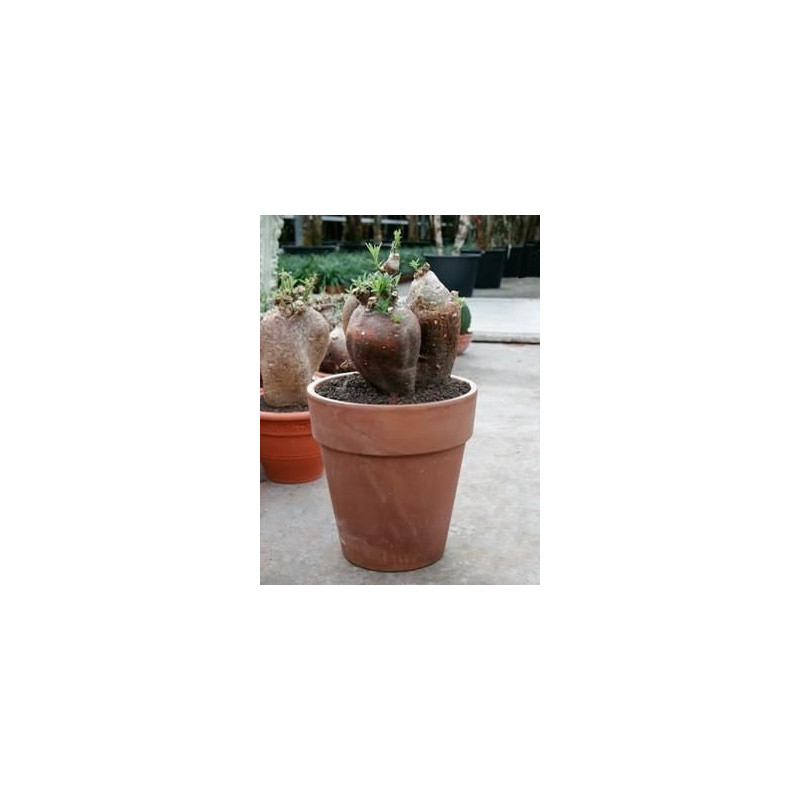 Pachypodium succulentum - tronc Pachypodium succulentum - tronc