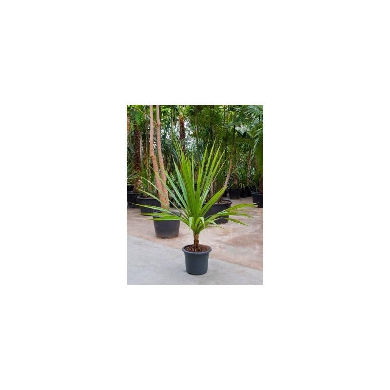 Pandanus utilis Pandanus utilis