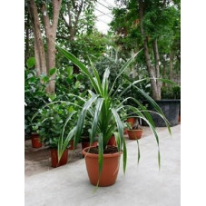 Pandanus veitchii