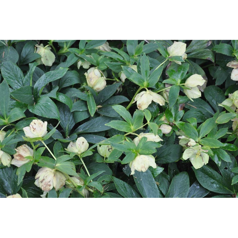 Helleborus niger (rose de noel)