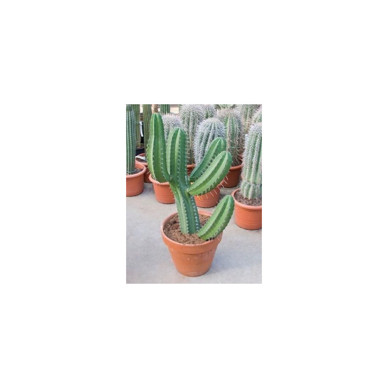 Polaskia chichipe - 105 cm Polaskia chichipe - 105 cm