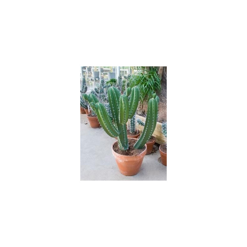 Polaskia chichipe - 120 cm Polaskia chichipe - 120 cm