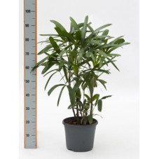 Rhapis excelsa  -  90 cm