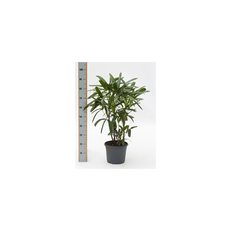 Rhapis excelsa  -  90 cm