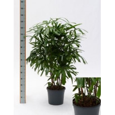 Rhapis excelsa  -  110 cm