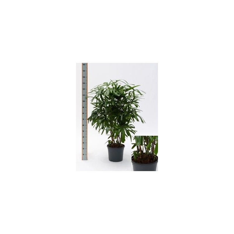 Rhapis excelsa - 110 cm Rhapis excelsa - 110 cm