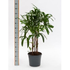 Rhapis excelsa  -  130 cm