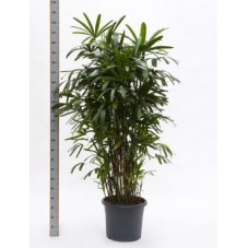 Rhapis excelsa  -  175 cm