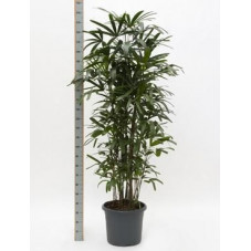 Rhapis excelsa  -  230 cm